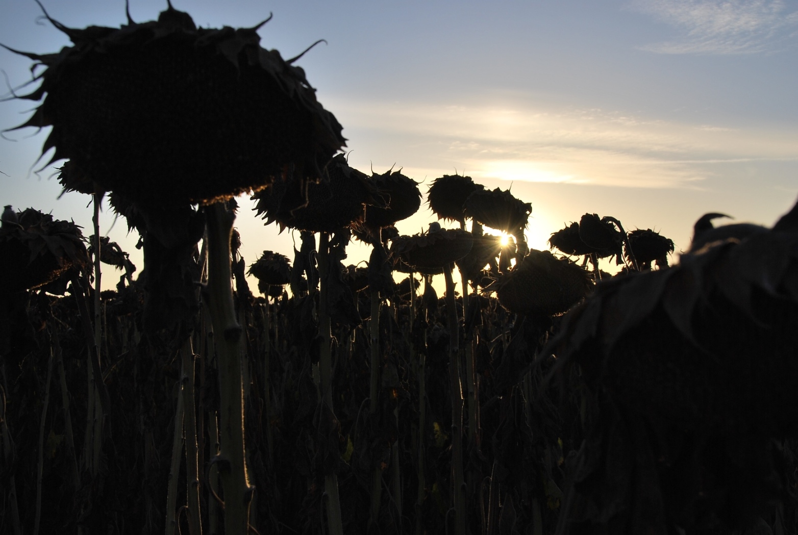 Attack of the Sunflowers