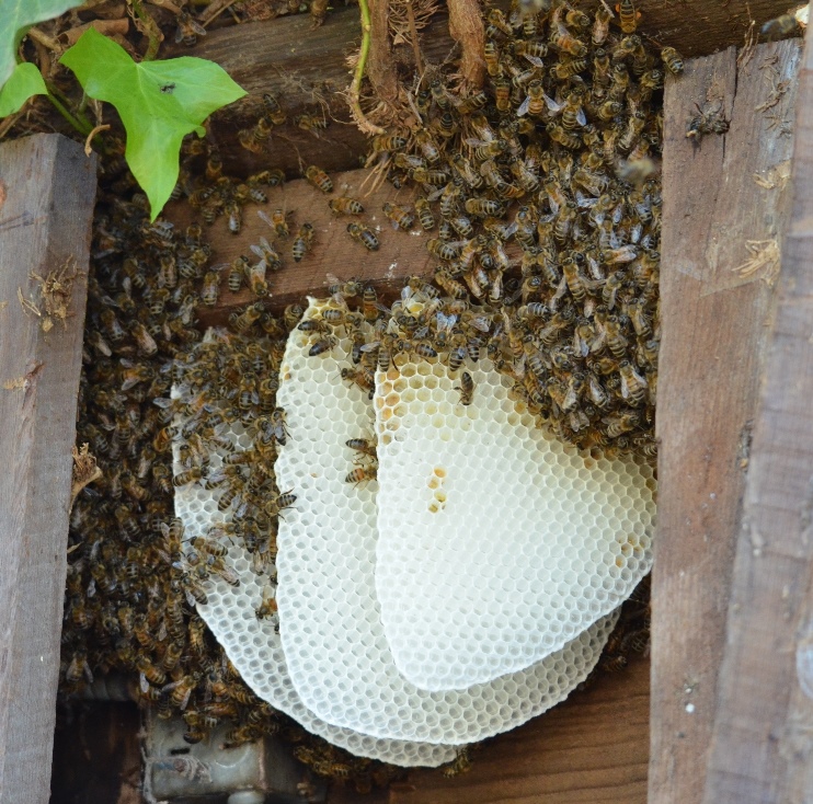 Honey Bees in My Backyard
