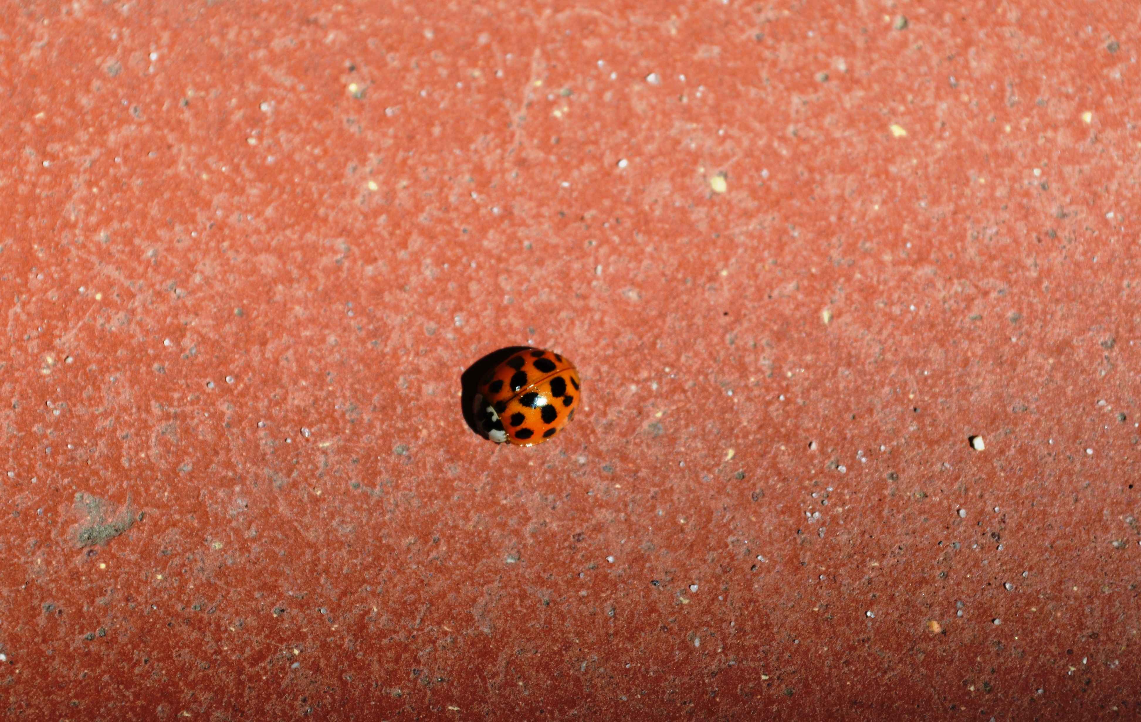 Ladybug in Walkway