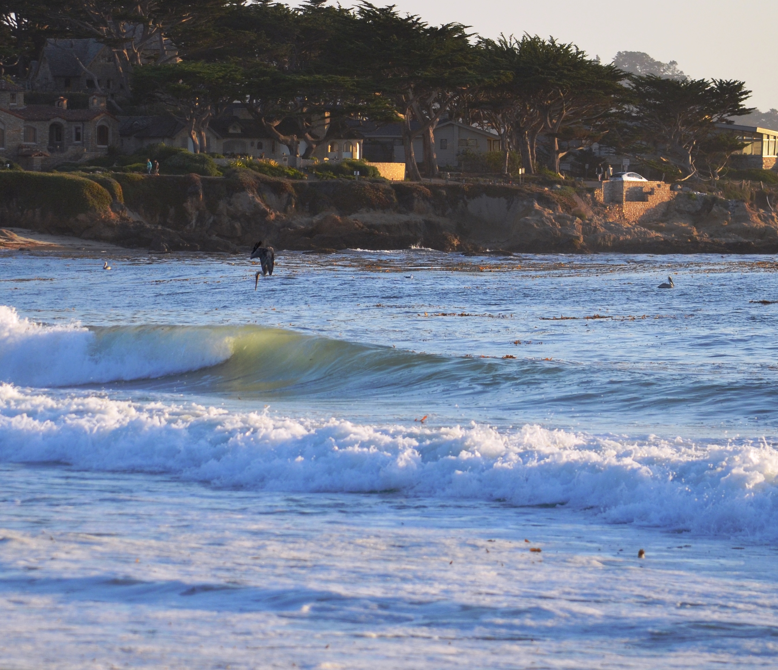 The Moment a Pelican Dives
