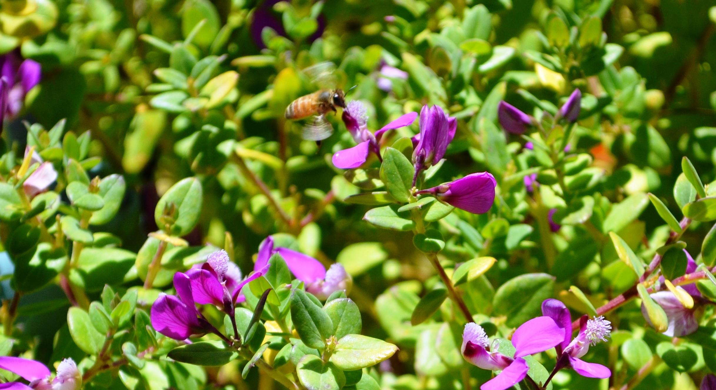 Bees in Syria and More