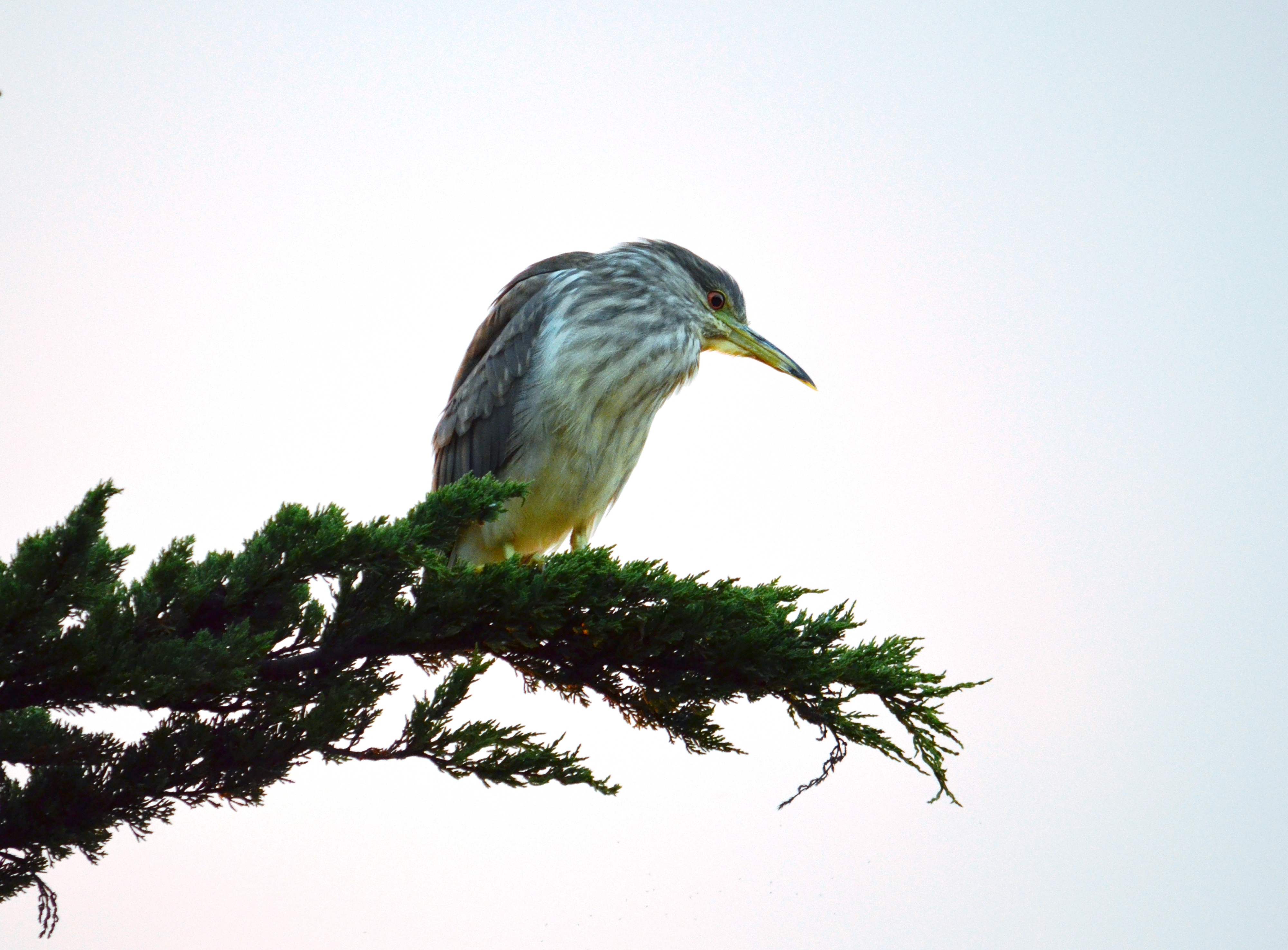 Watching: From a Bird to Syria
