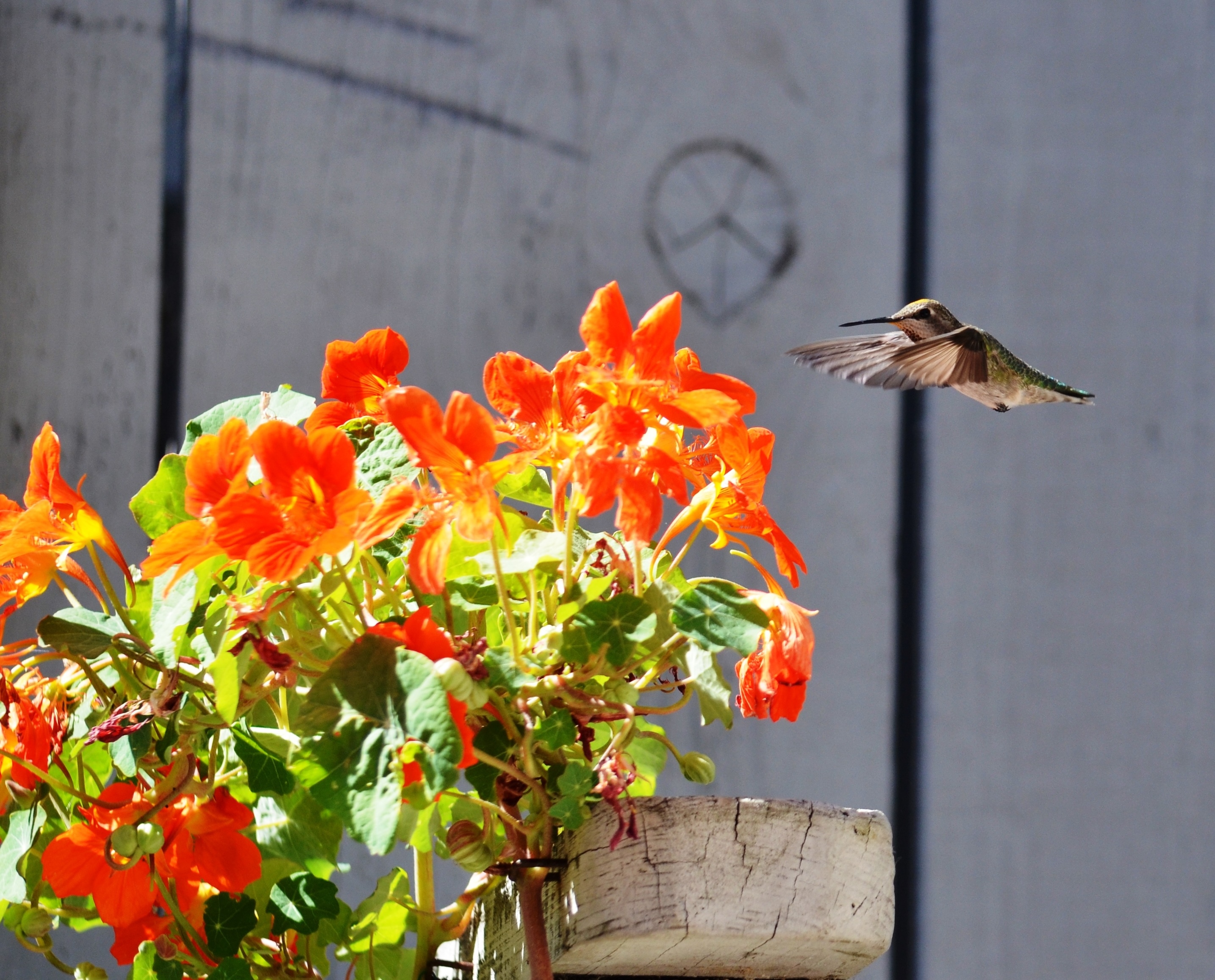 H-Bird Puts Whammy On Nasturtiums!~