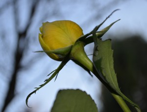 DSC_0206 - Copy