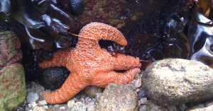 up close starfish - Copy