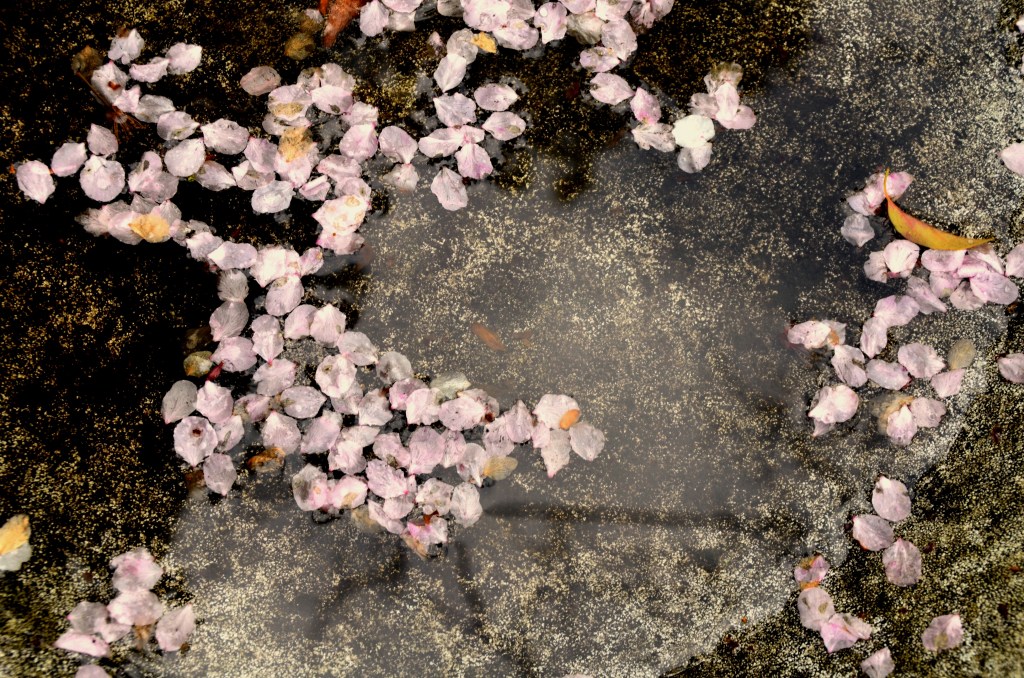 DSC_0222 - Copy (2) - Copy