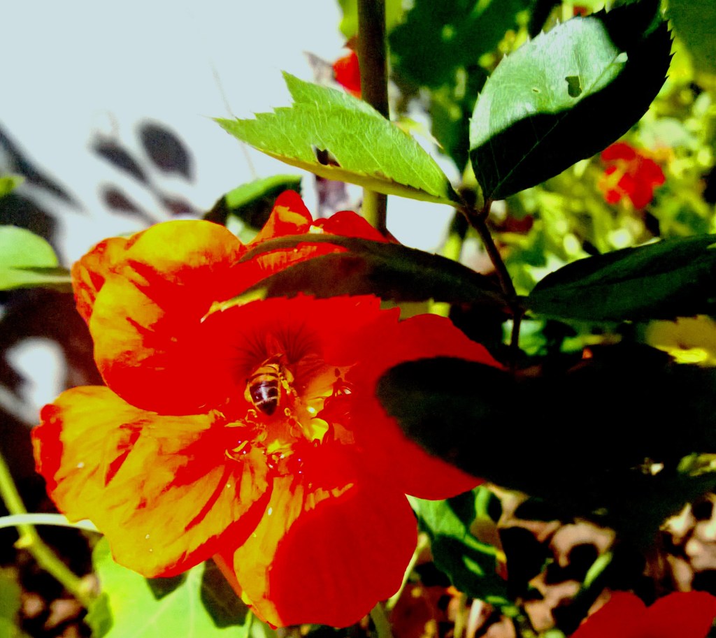 WP_20130903_003 - Copy