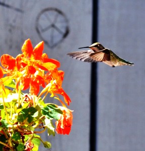 DSC_0176 - Copy - Copy - Copy