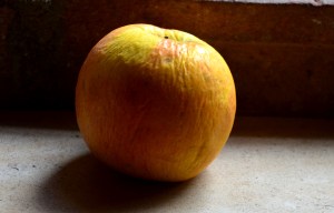 DSC_0228 - Copy - Copy - Copy