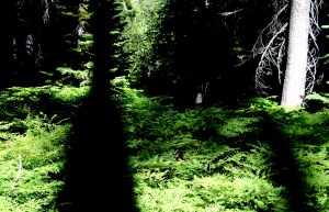 Shadow cross in the woods.