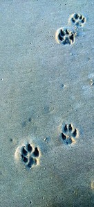 pawprints