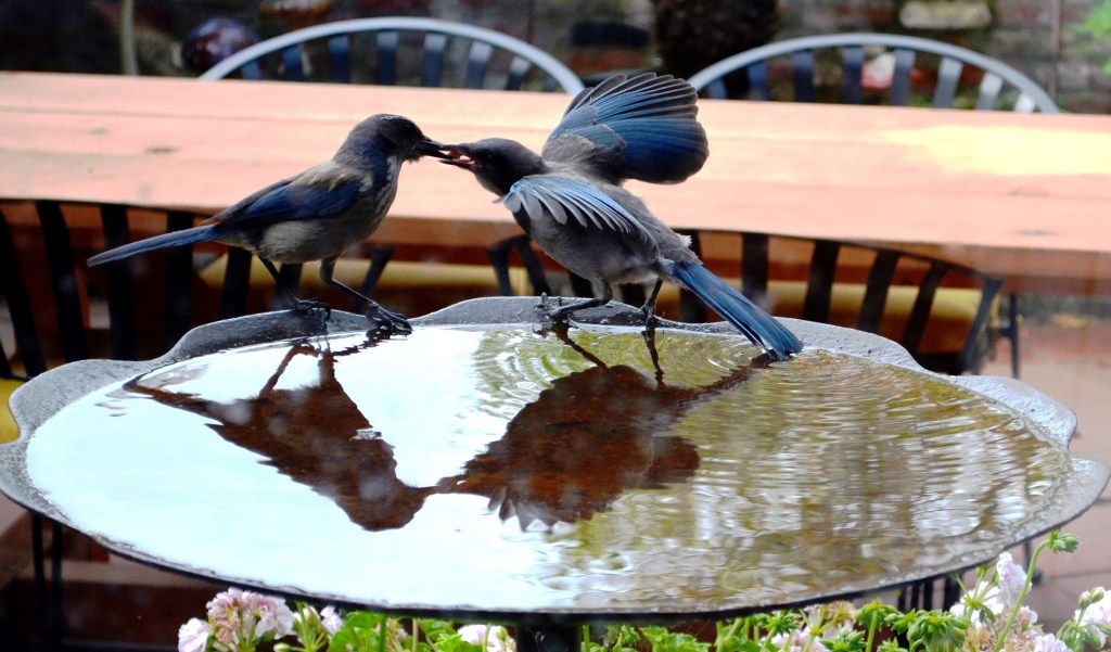 DSC_0009 - Copy - Copy