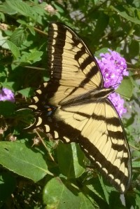 Western tiger - Copy