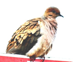 DSC_0312 - Copy - Copy