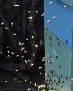 DSC_0305 - Copy - Copy