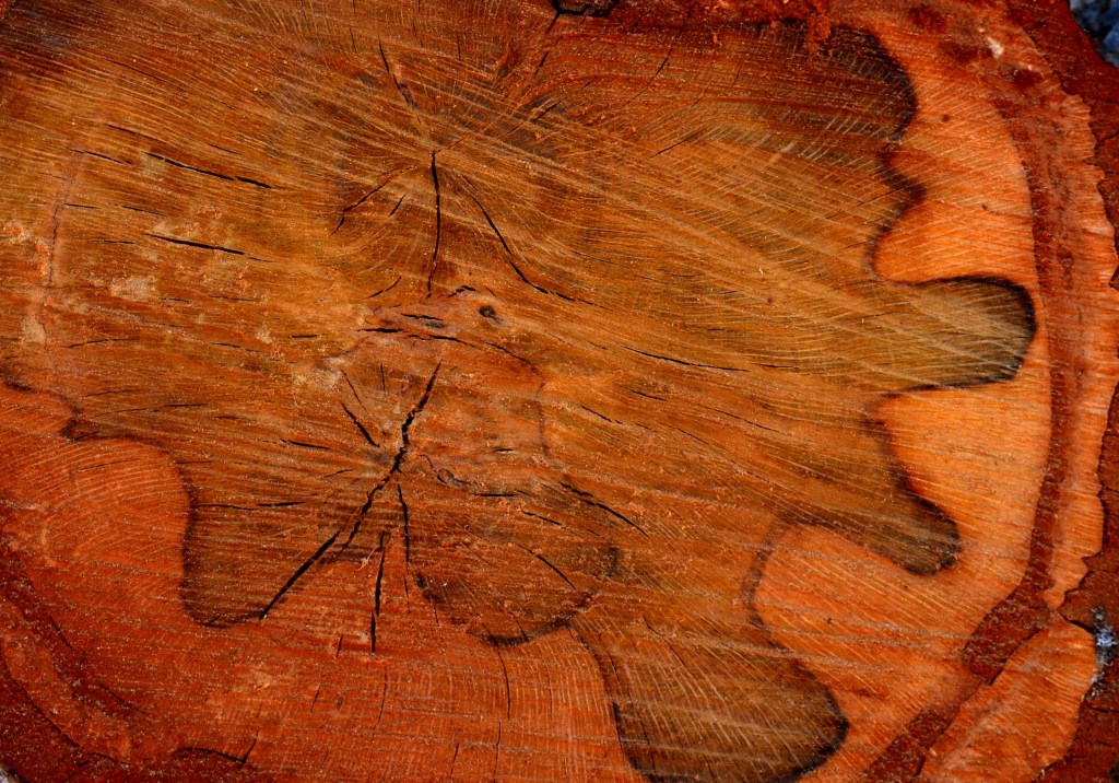 DSC_0316 - Copy - Copy