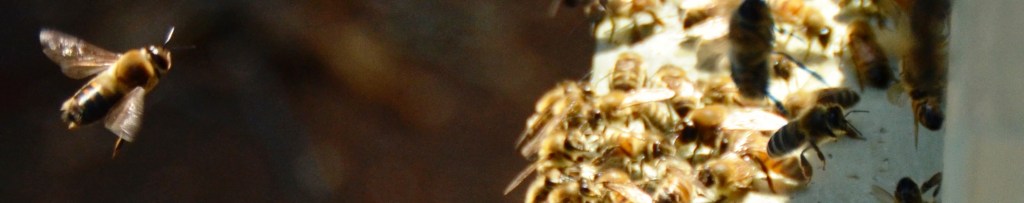 DSC_0328 - Copy - Copy