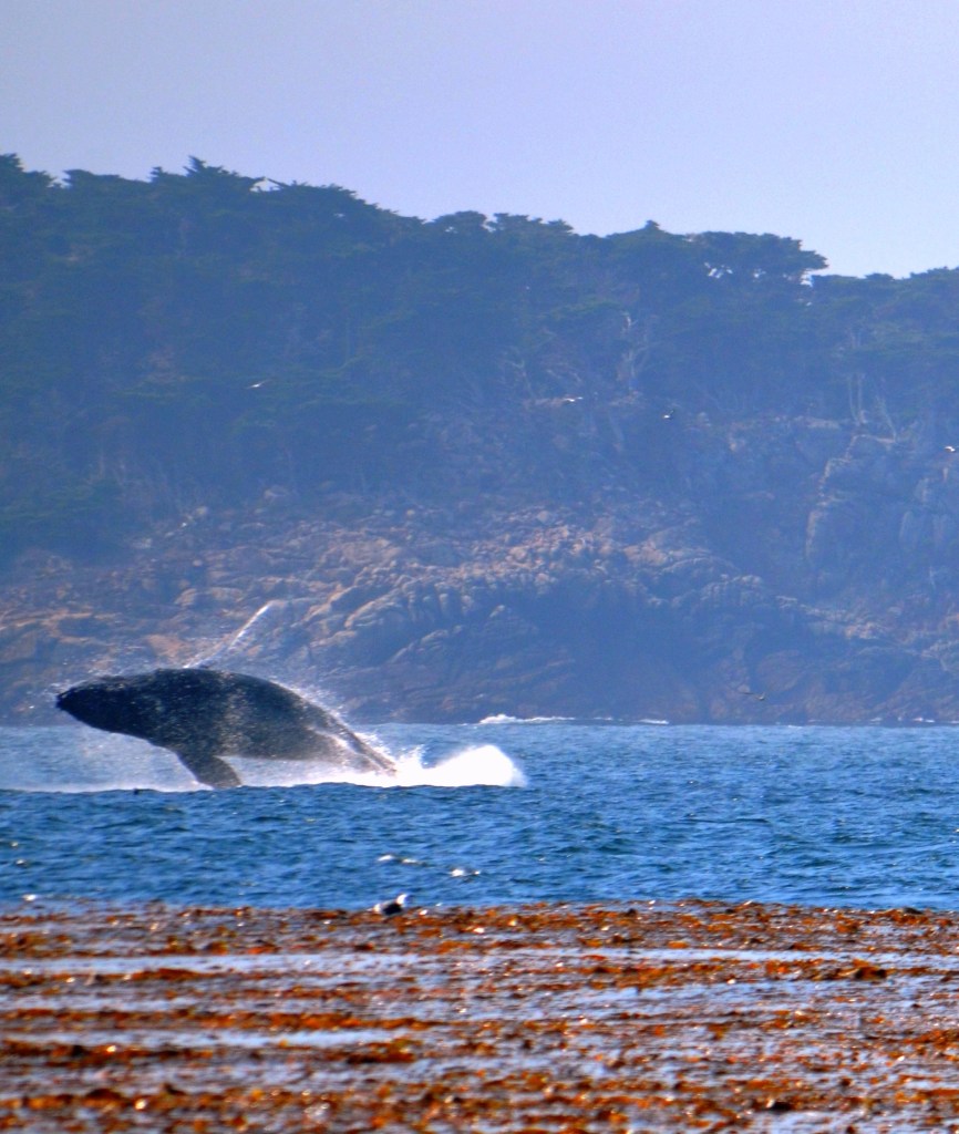 DSC_0556 - Copy - Copy - Copy