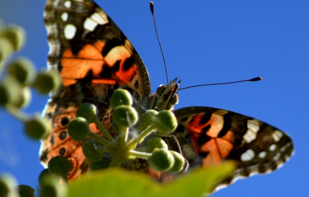 DSC_0345 - Copy - Copy (2)