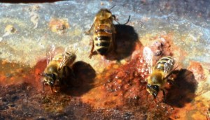 DSC_0381 - Copy - Copy