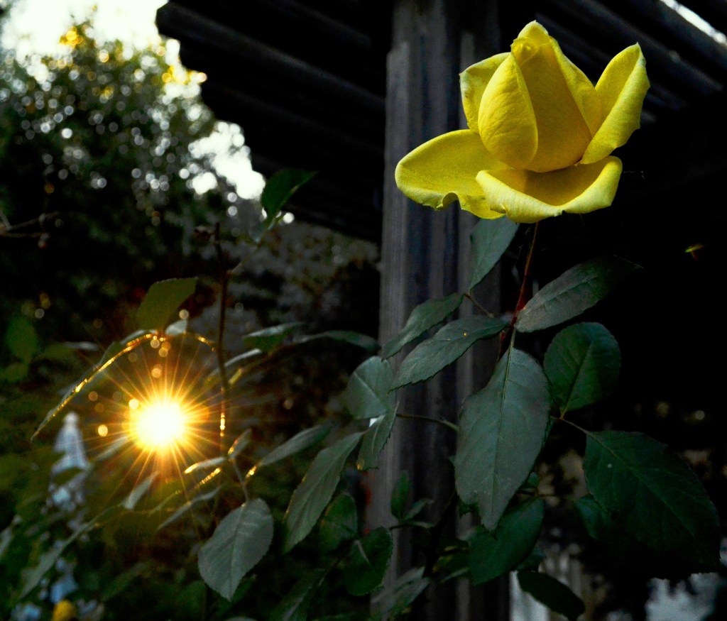 DSC_0200 - Copy - Copy