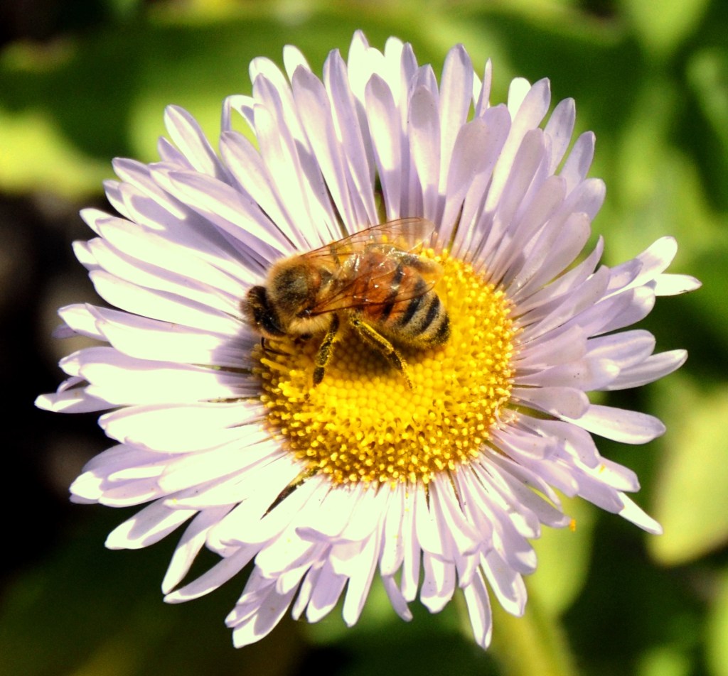 DSC_0337 - Copy - Copy