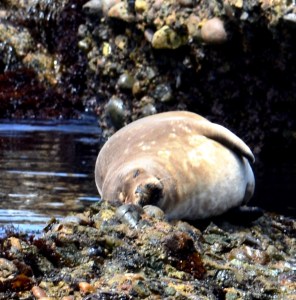 DSC_0065 - Copy - Copy