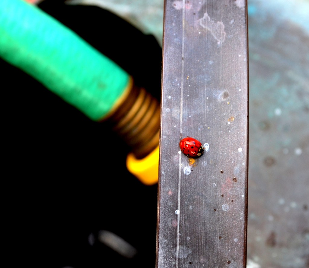 DSC_0906 - Copy - Copy