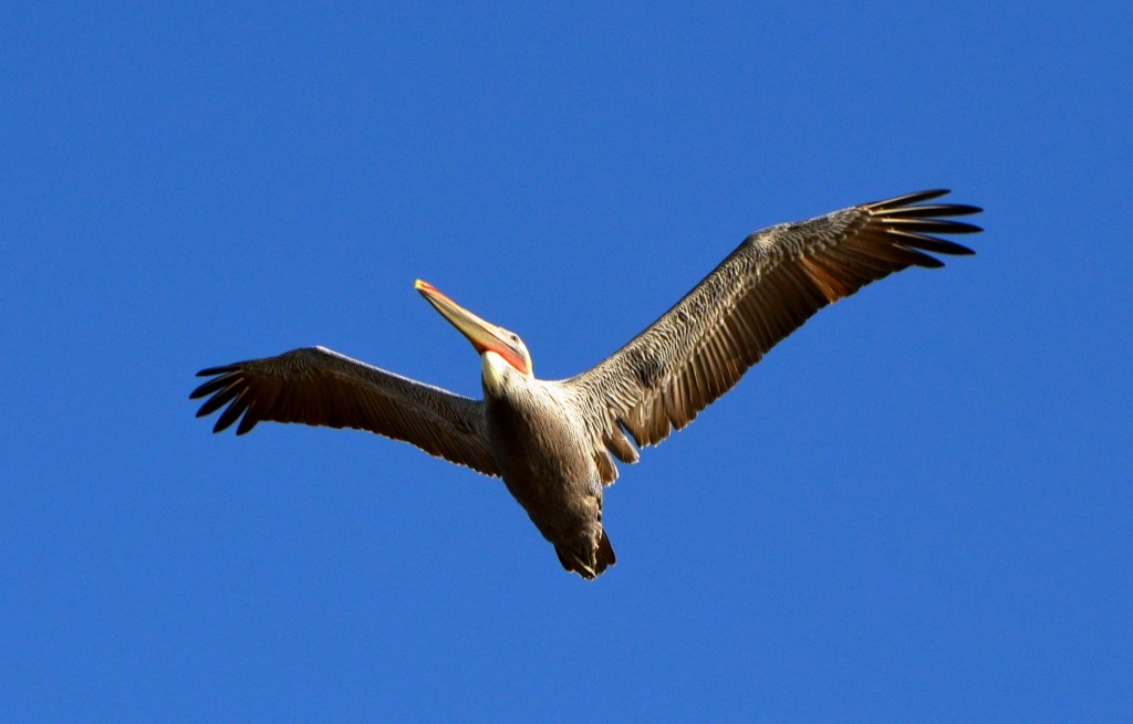 DSC_0240 - Copy - Copy - Copy