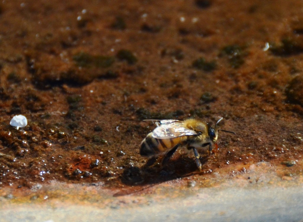 Honey bee searches for water in drought conditions. 