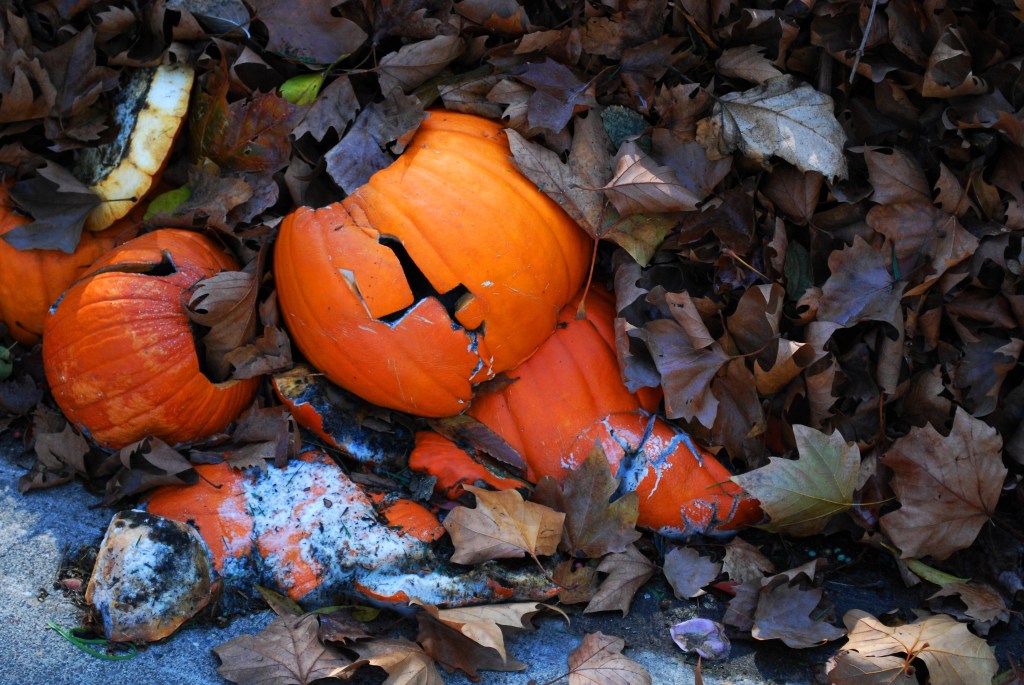 Discarded pumpkins.