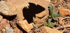 Butterfly Shadow - Copy