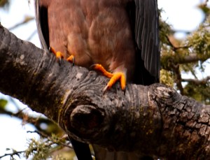 DSC_0633 - Copy - Copy