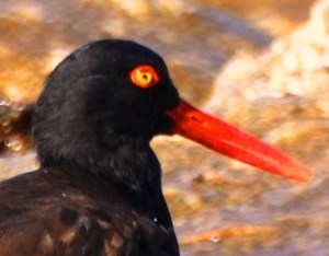 DSC_0830 - Copy - Copy - Copy