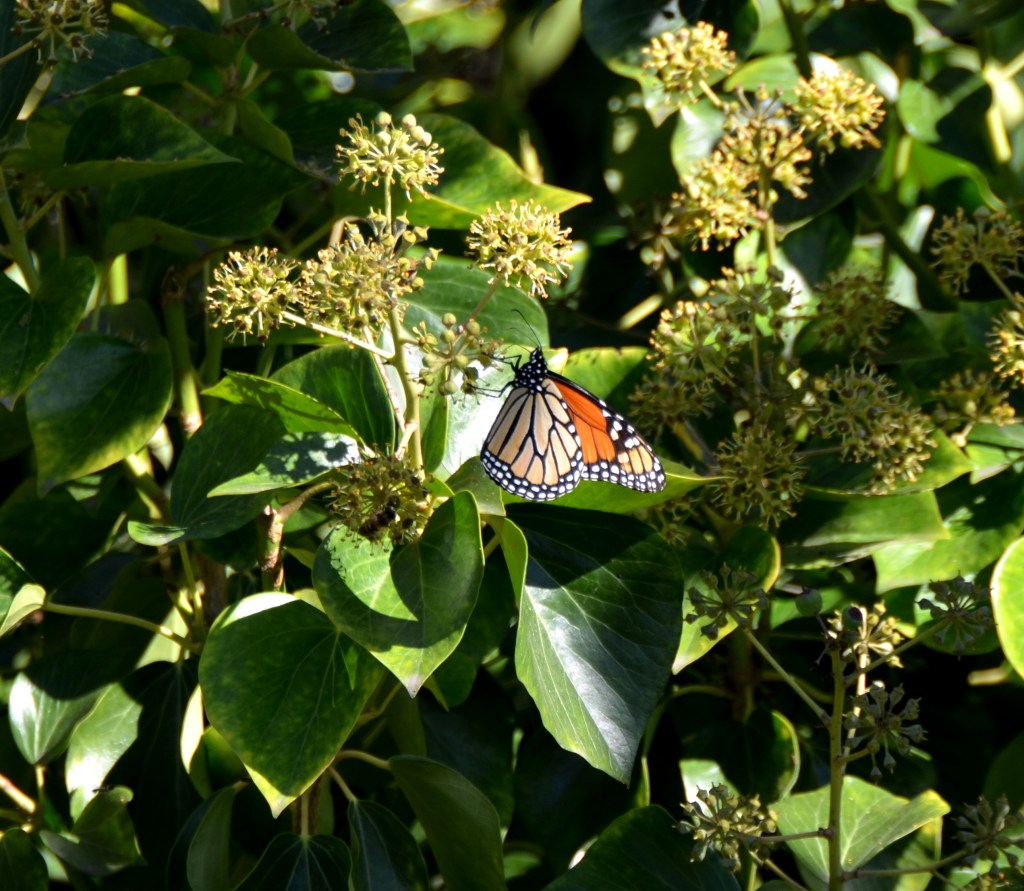 My first sighting of a monarch this season.