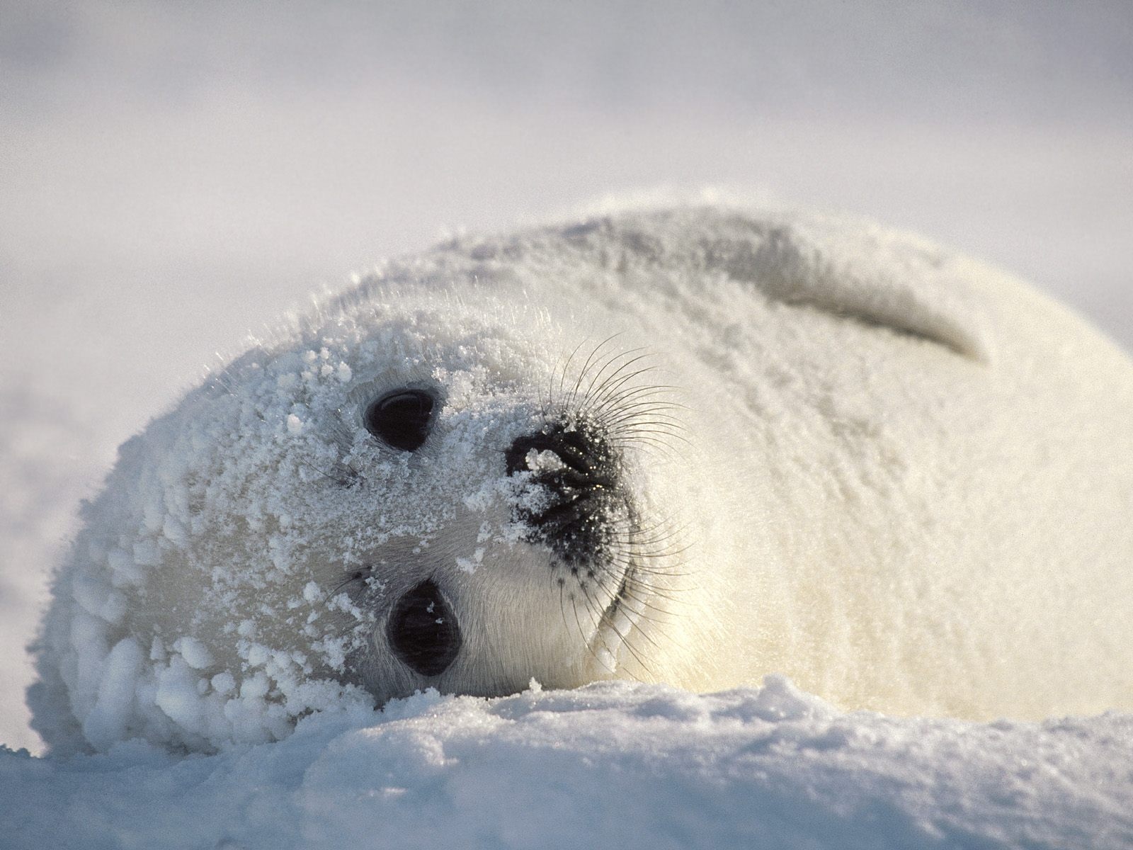 Harp Seal | Cute Animal Interesting Facts & Images | The Wildlife