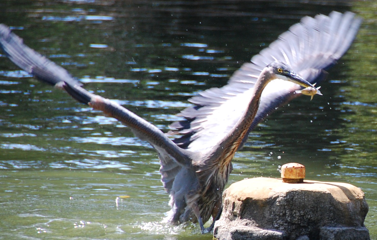 blue heron