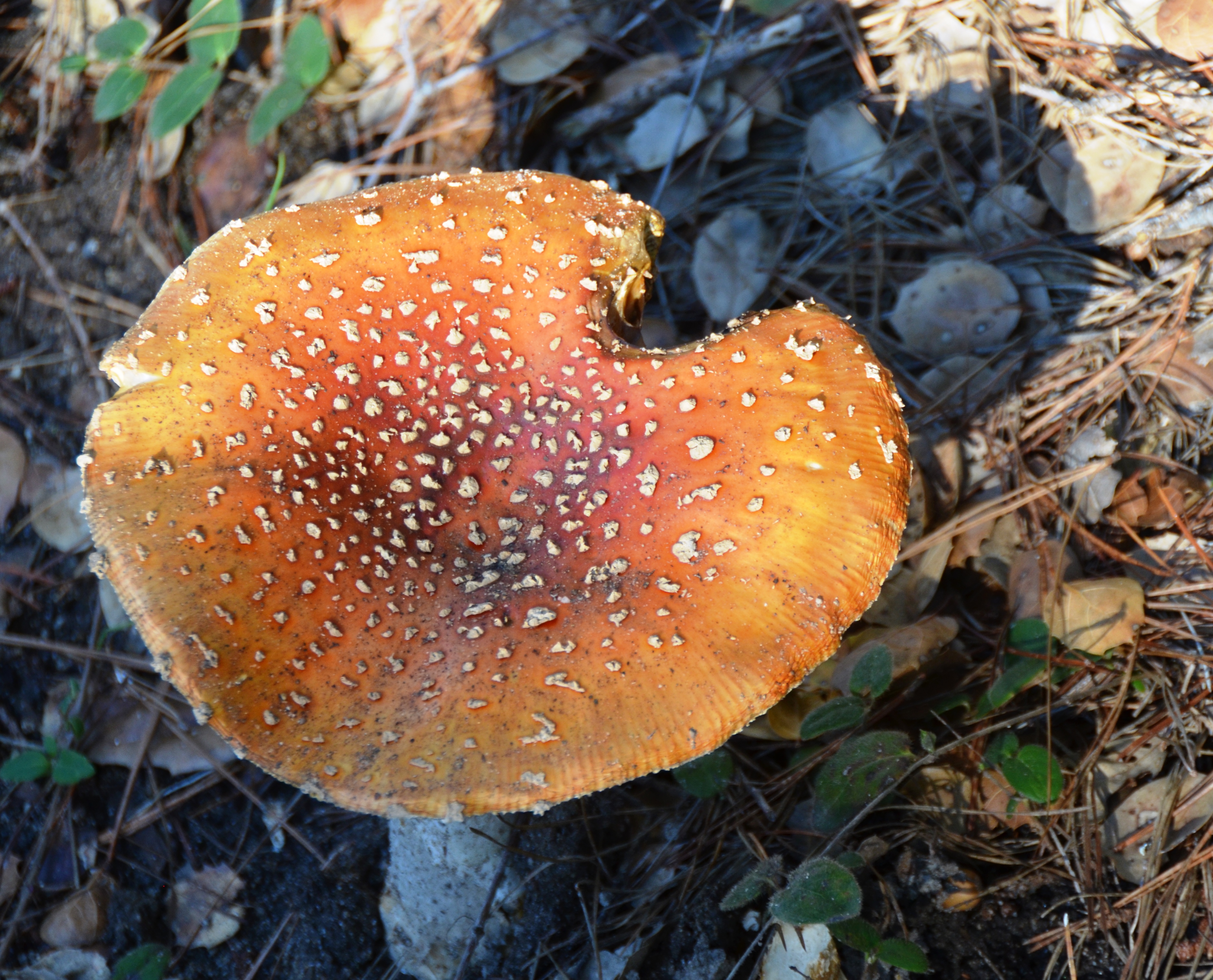 heart-shaped mushroom