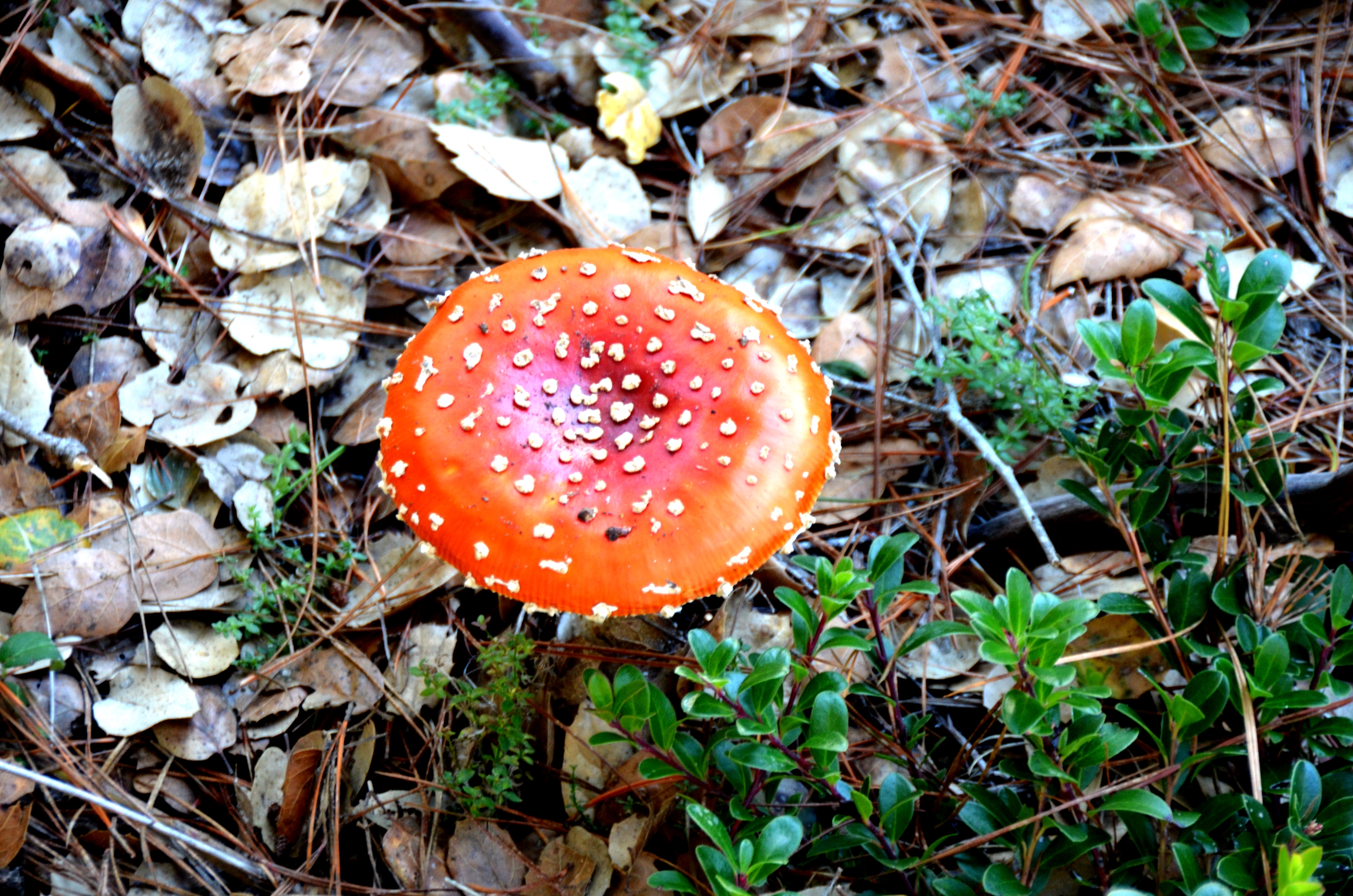 orange mushroom