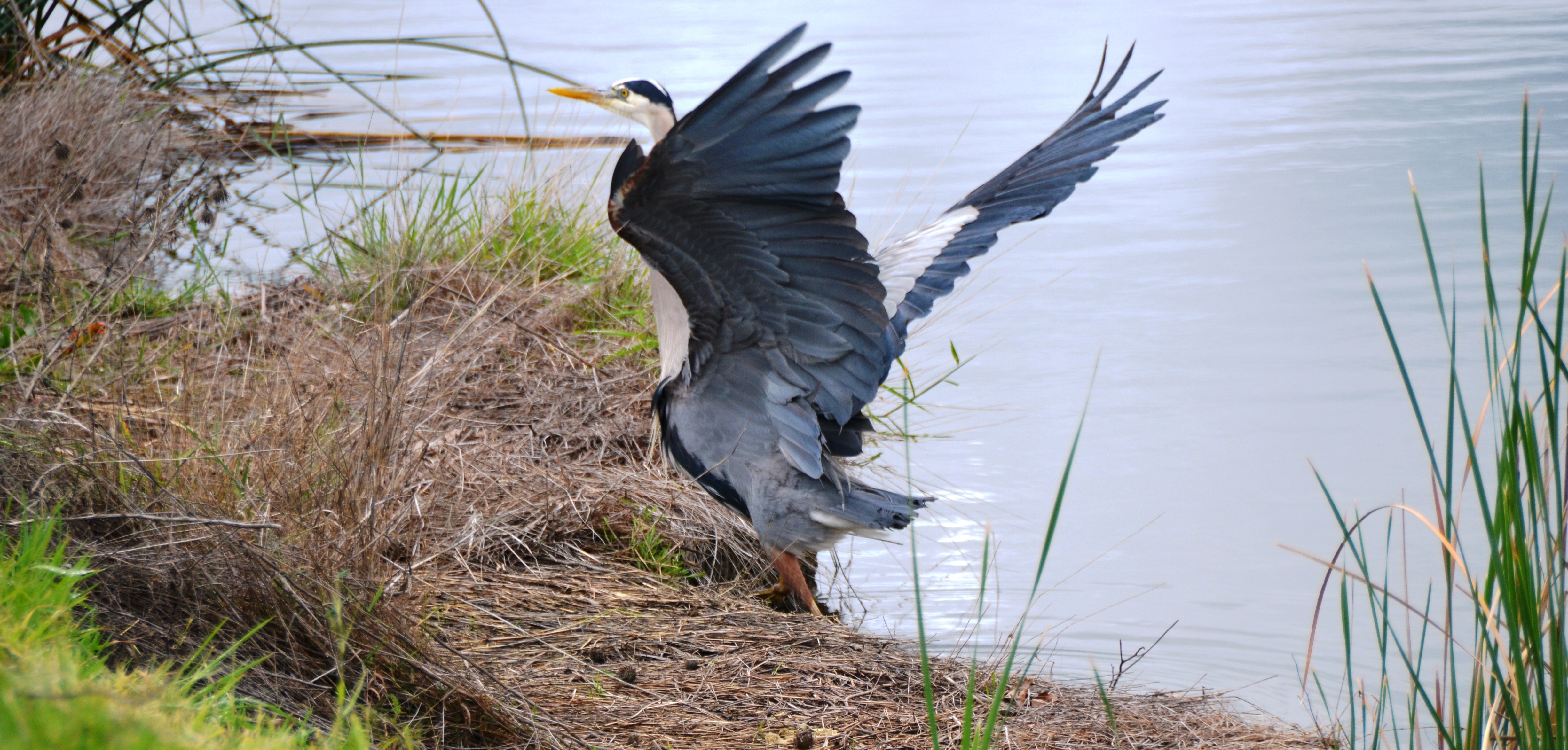 blue heron2