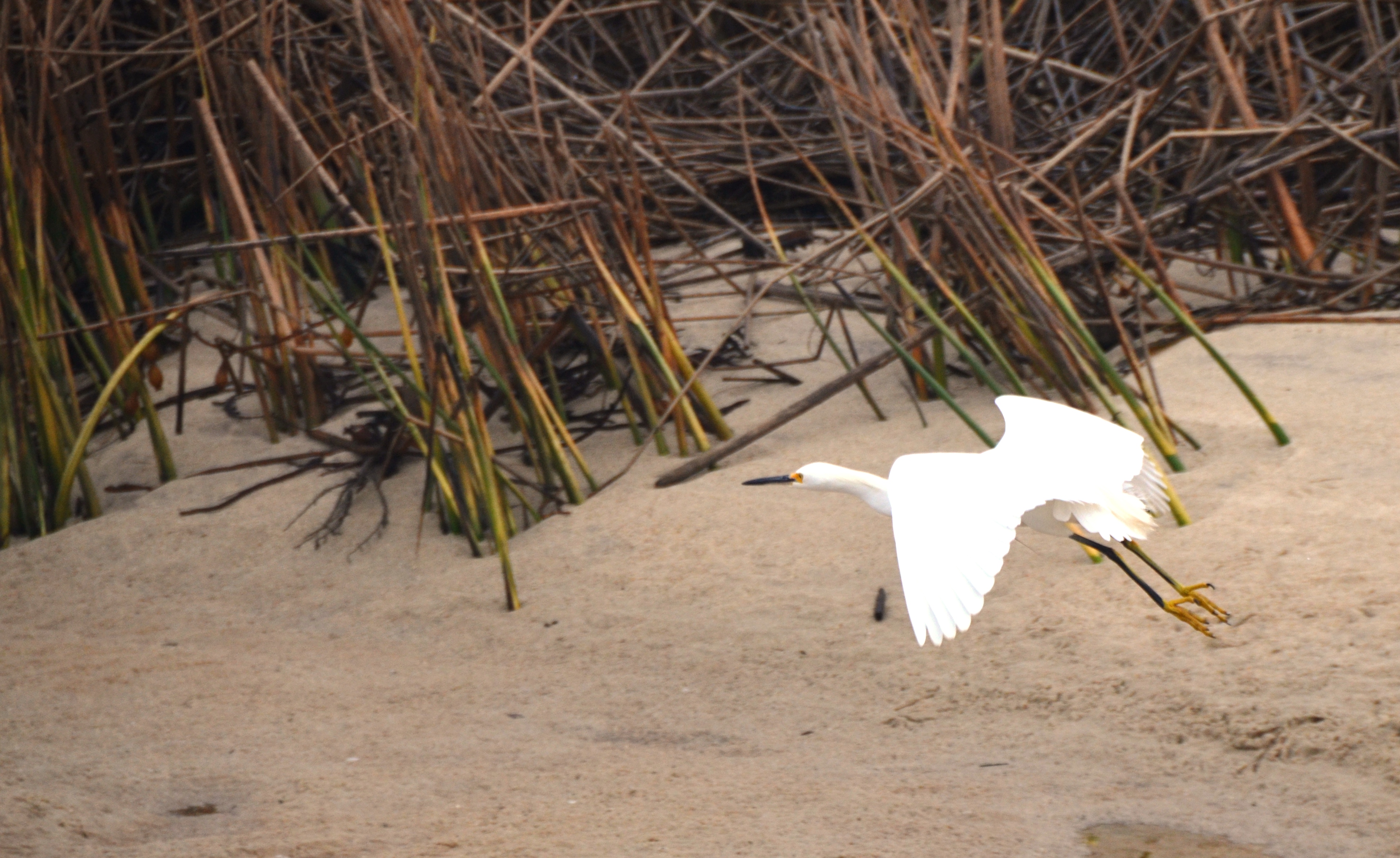 egret in flight