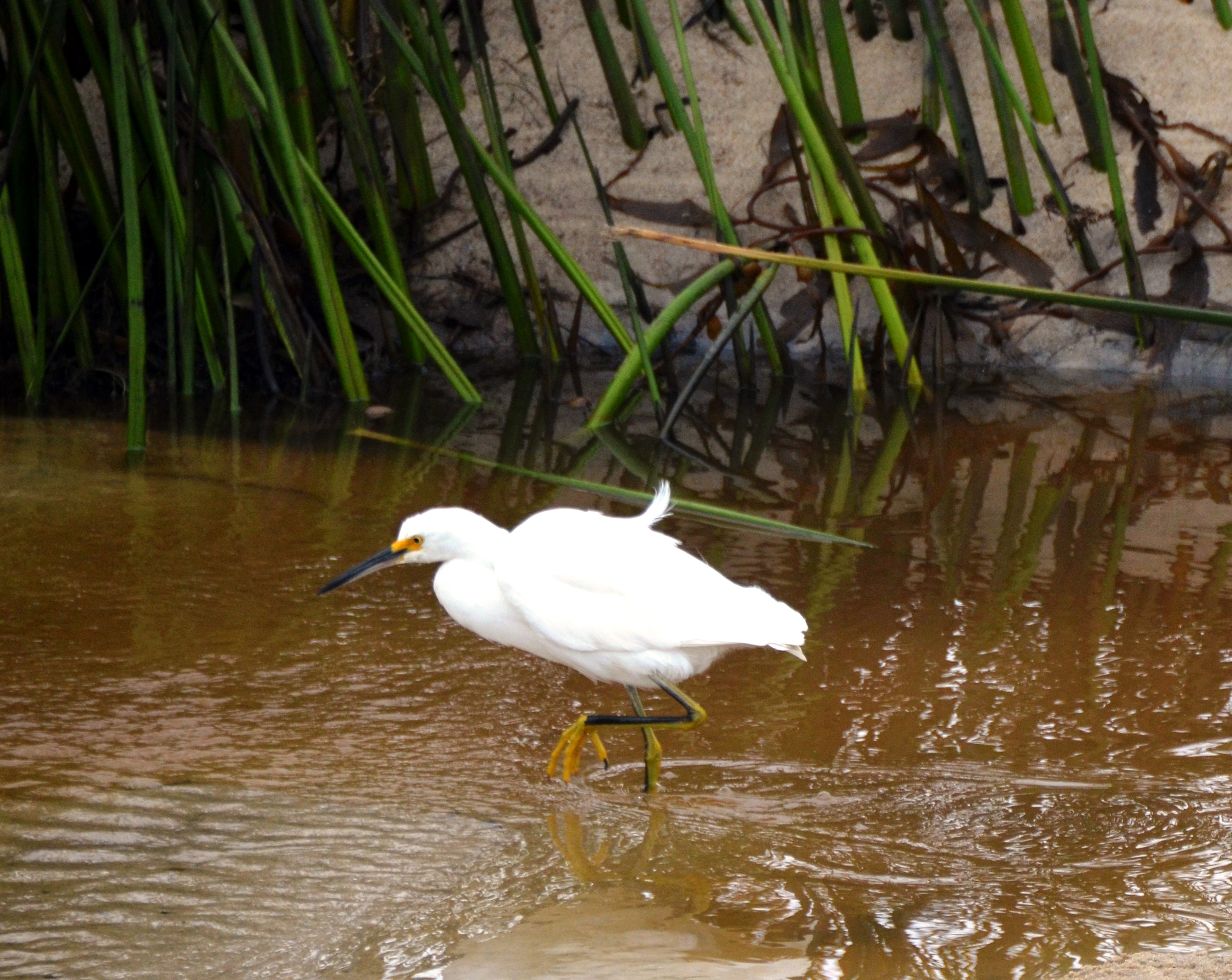 egret in river