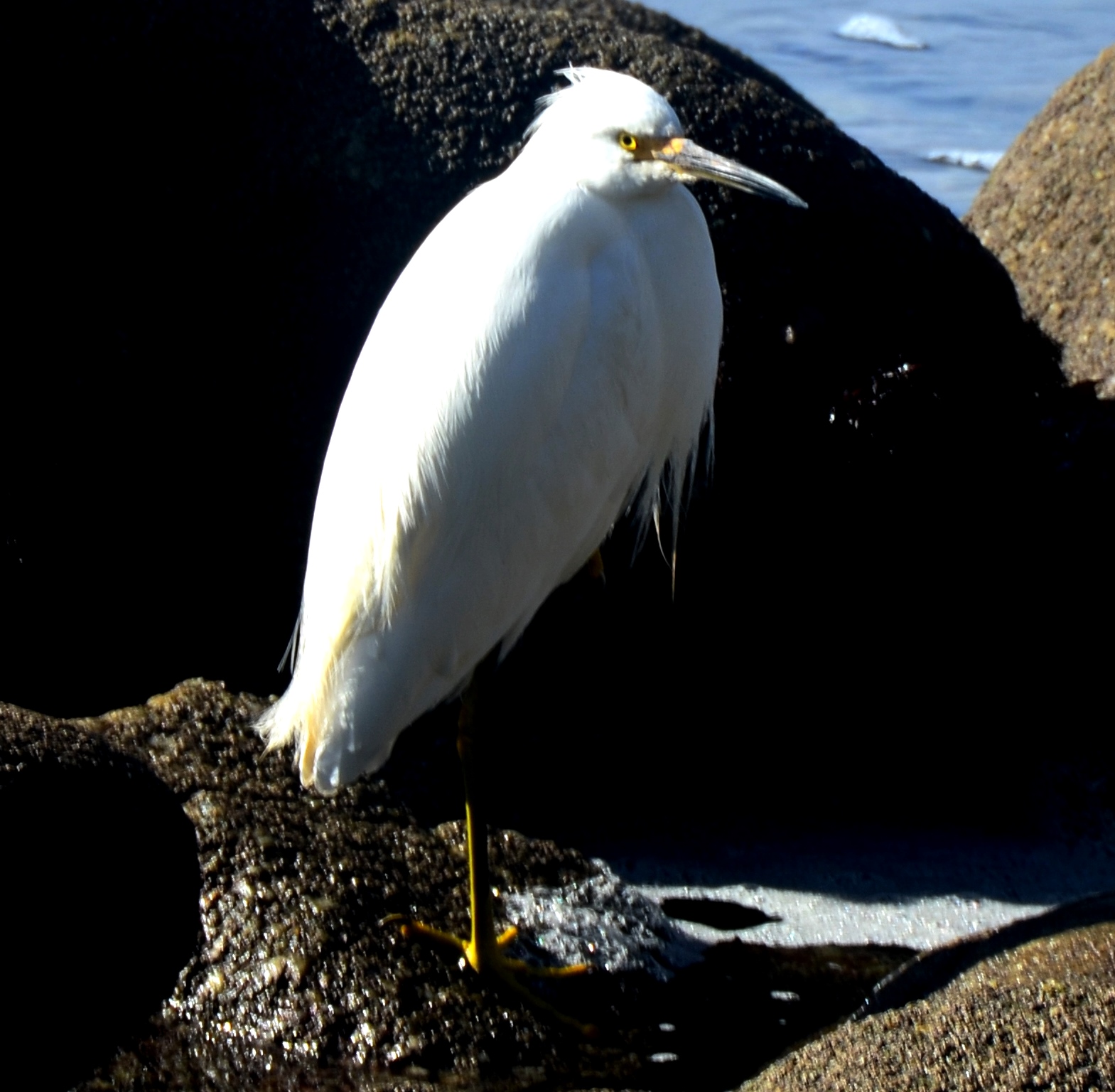 egret on the rocks - Copy