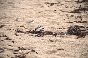 snowy plover.1