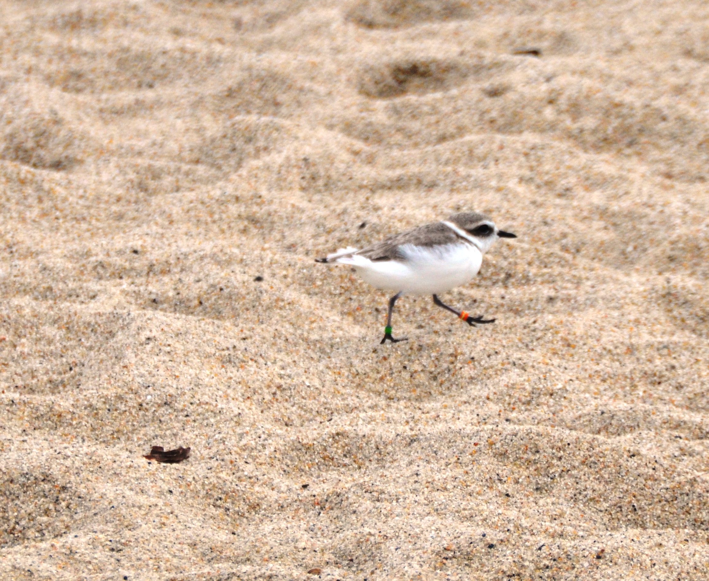 snowy plover.2