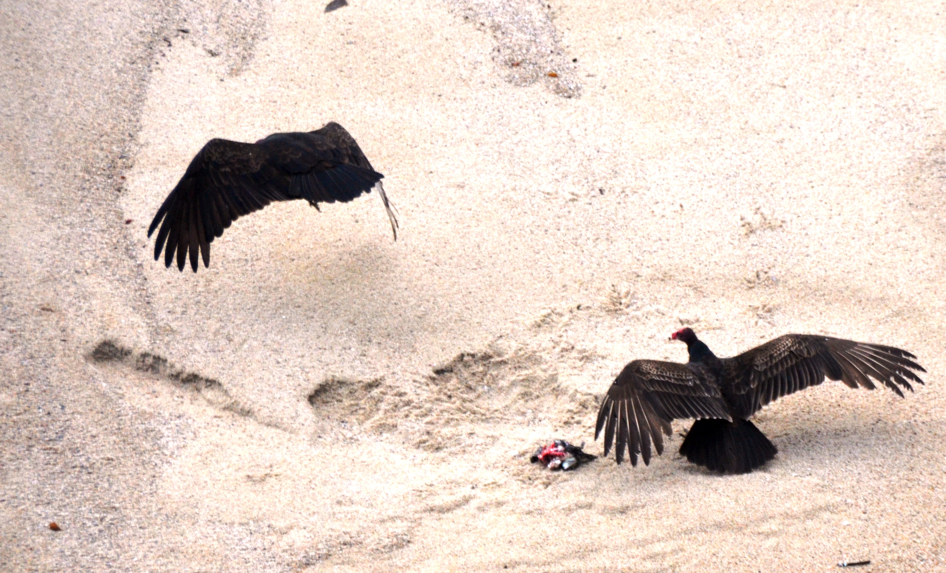 vultures at the beach