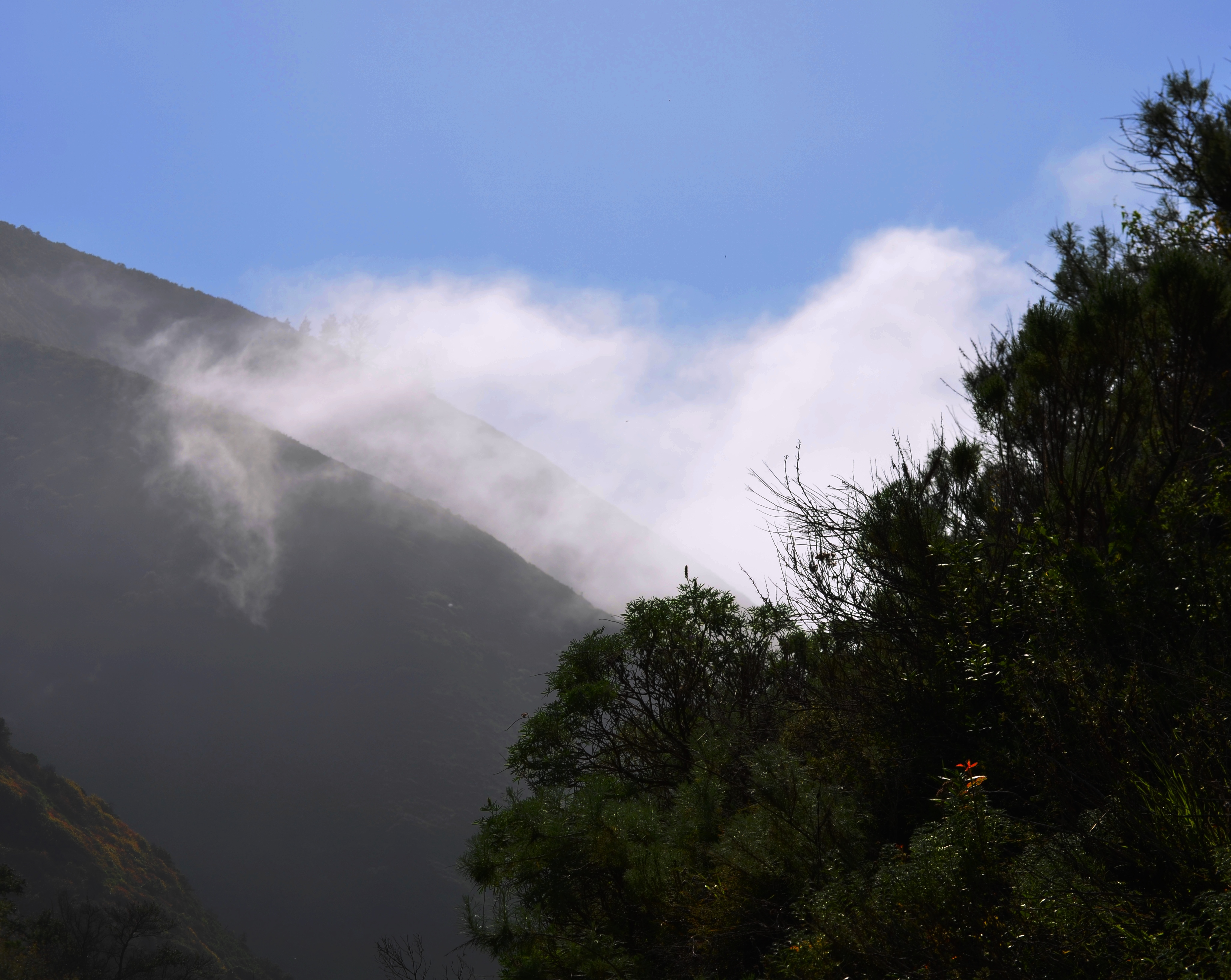 Garrapata fog