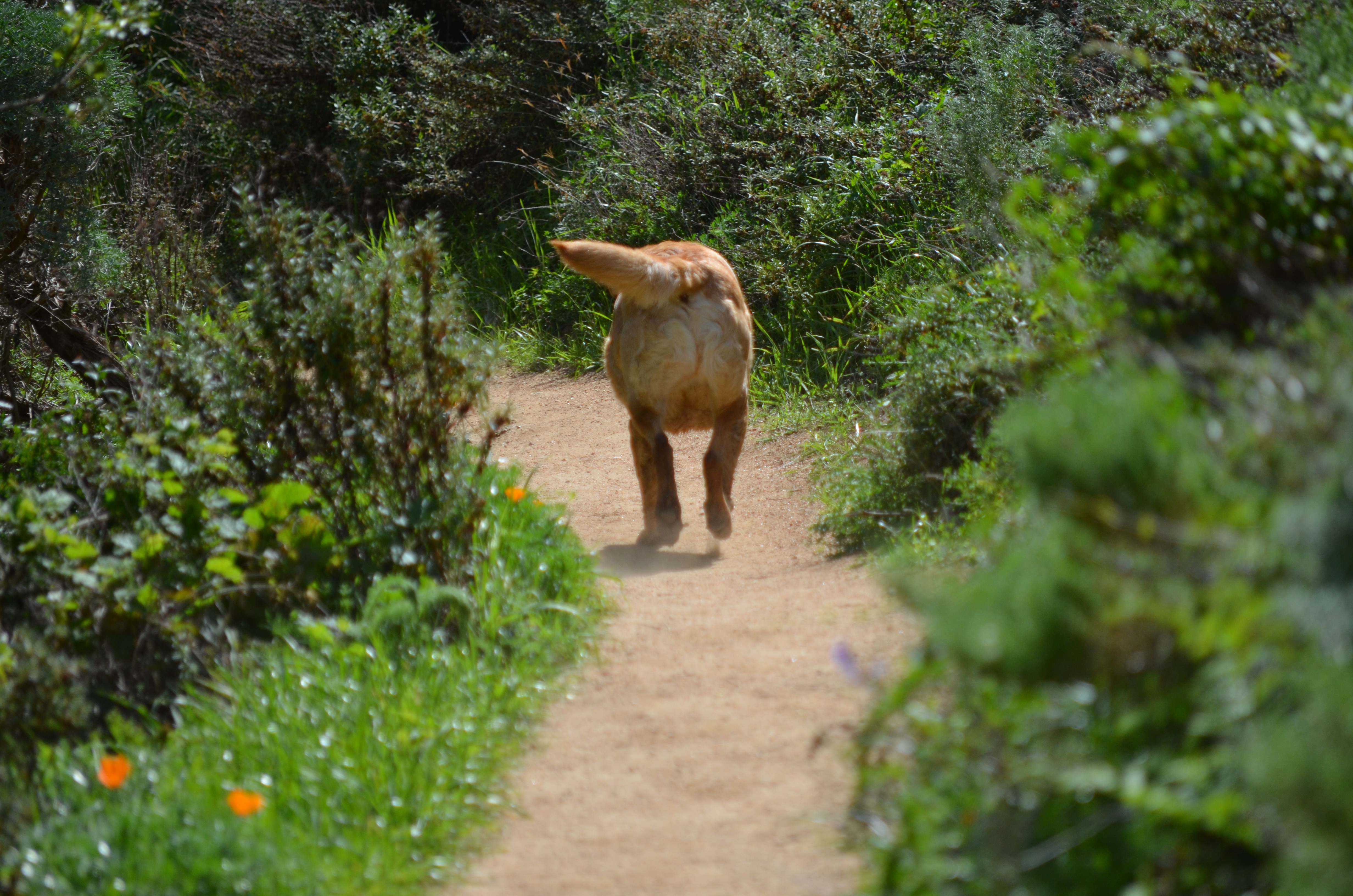 Garrapata golden lab