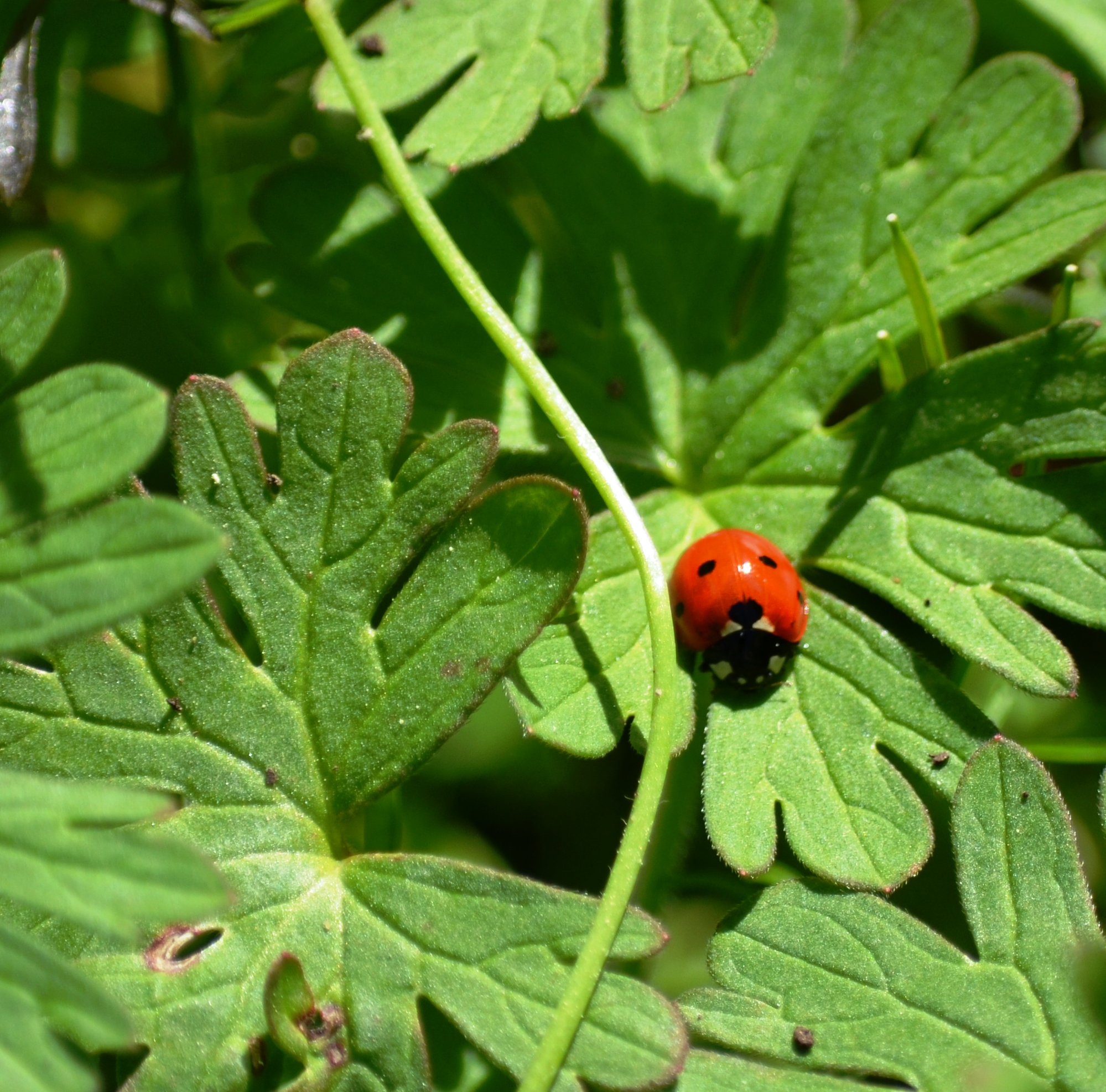 ladybug