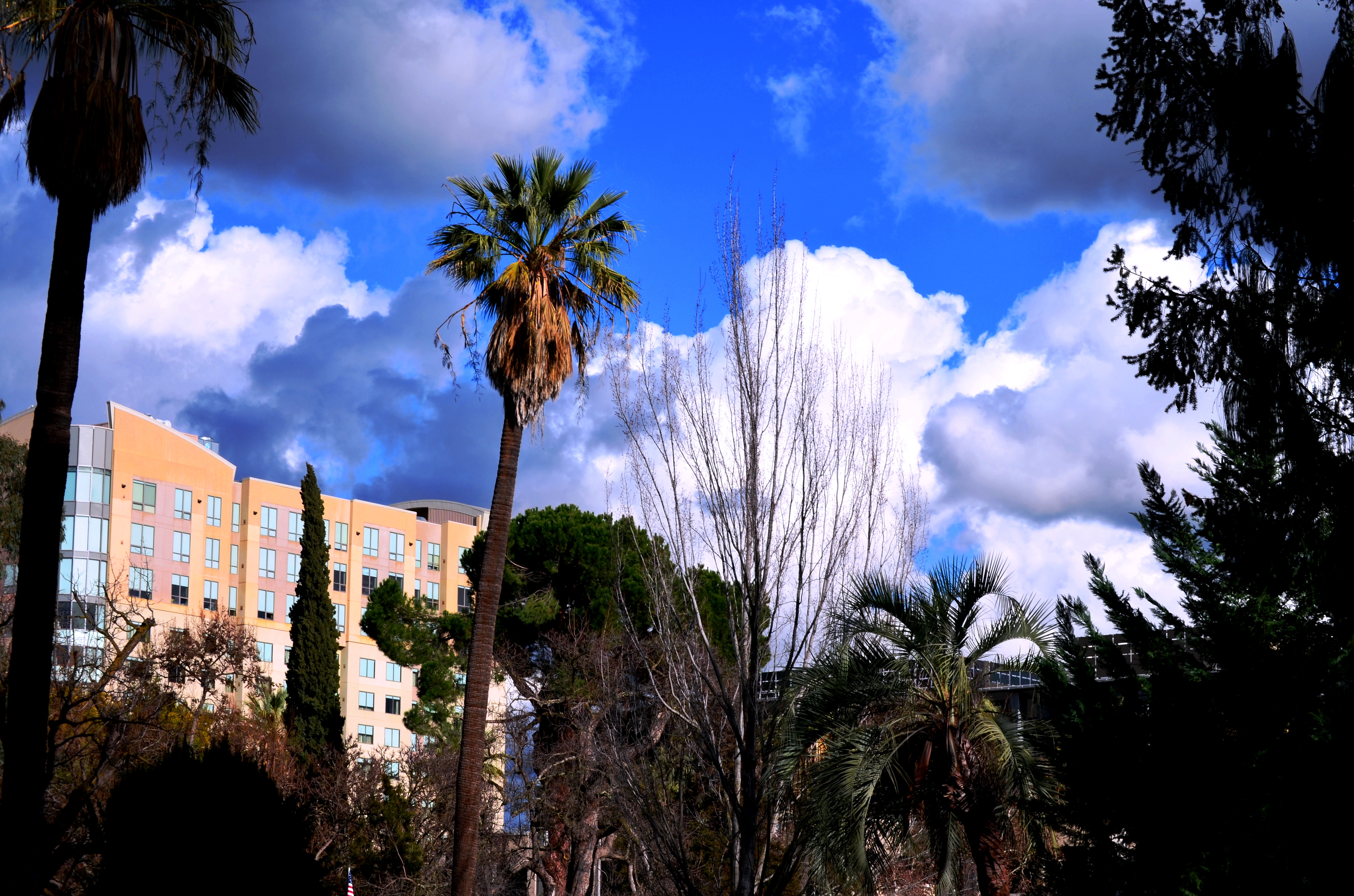 palm tree